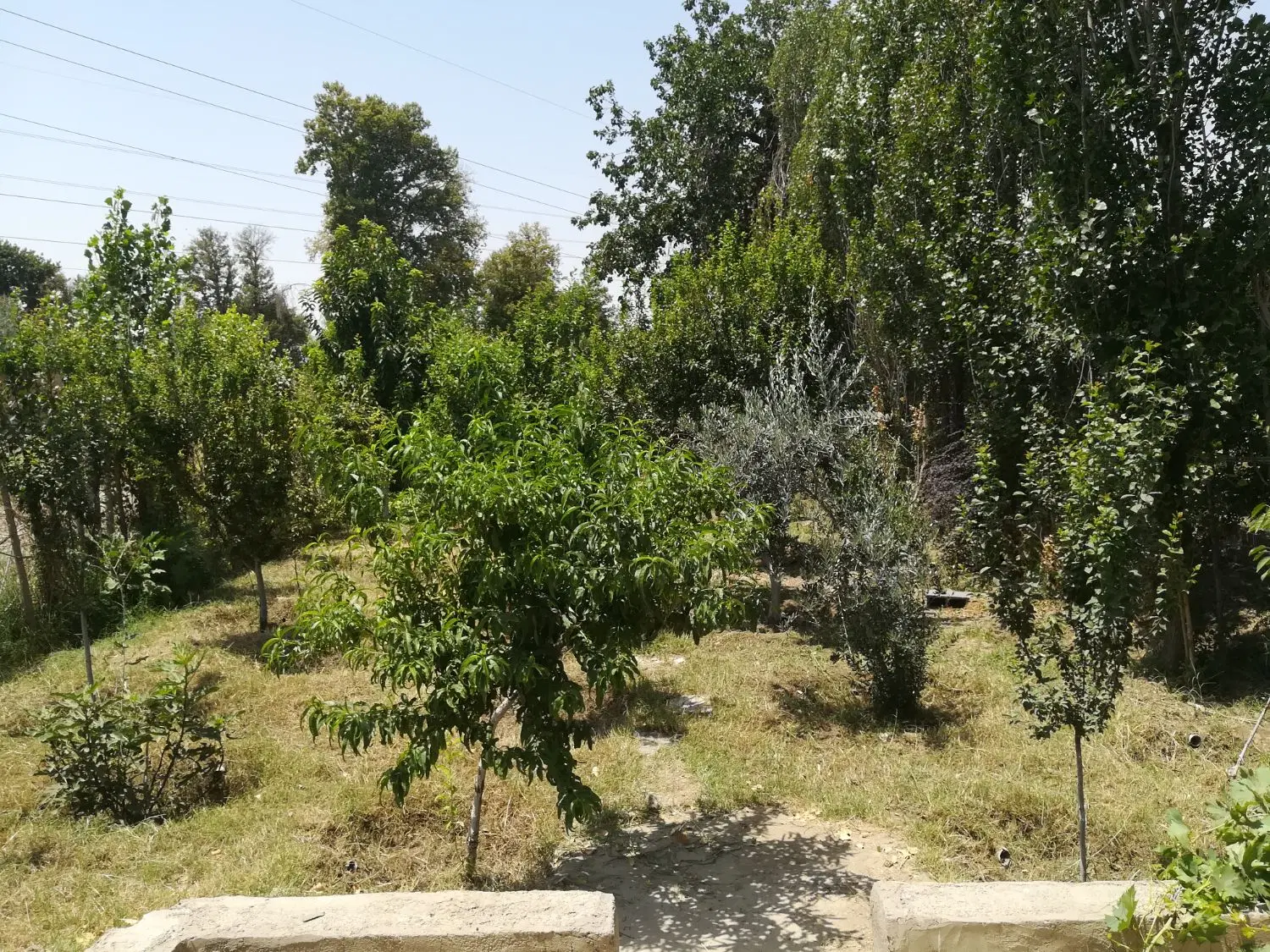 ۳۰۰ متر باغچه شهاب شهر فیروز بهرام
