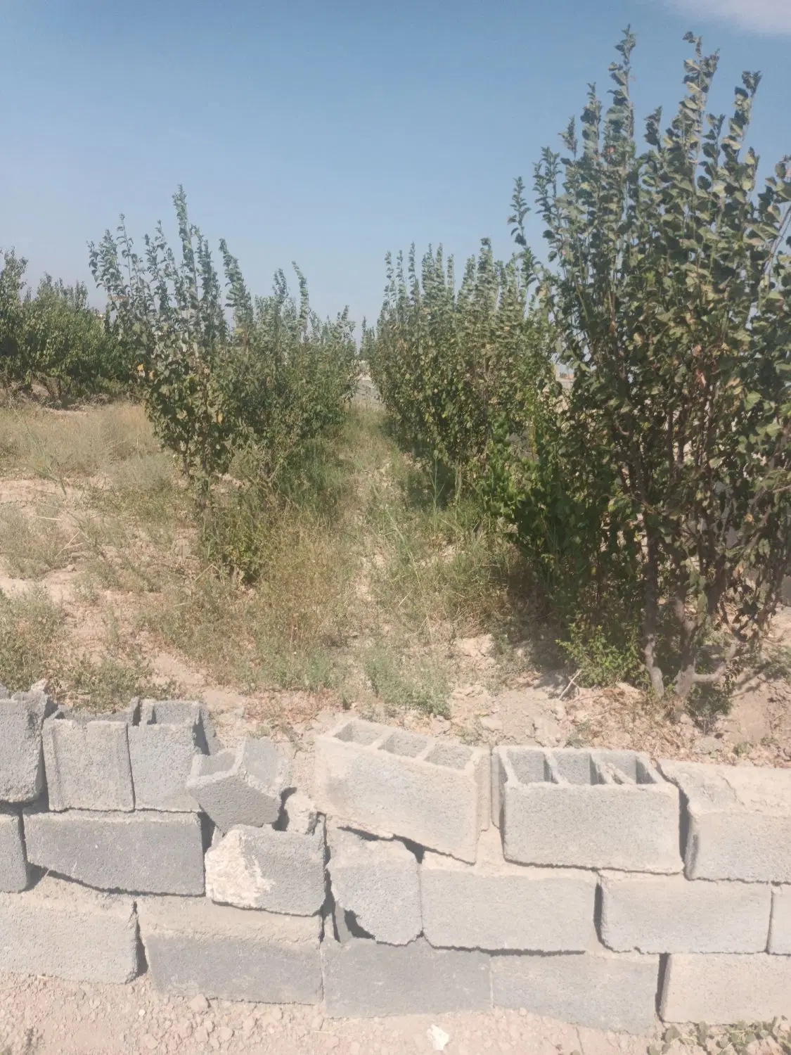 باغچه چهاردیواری با در ماشیندو