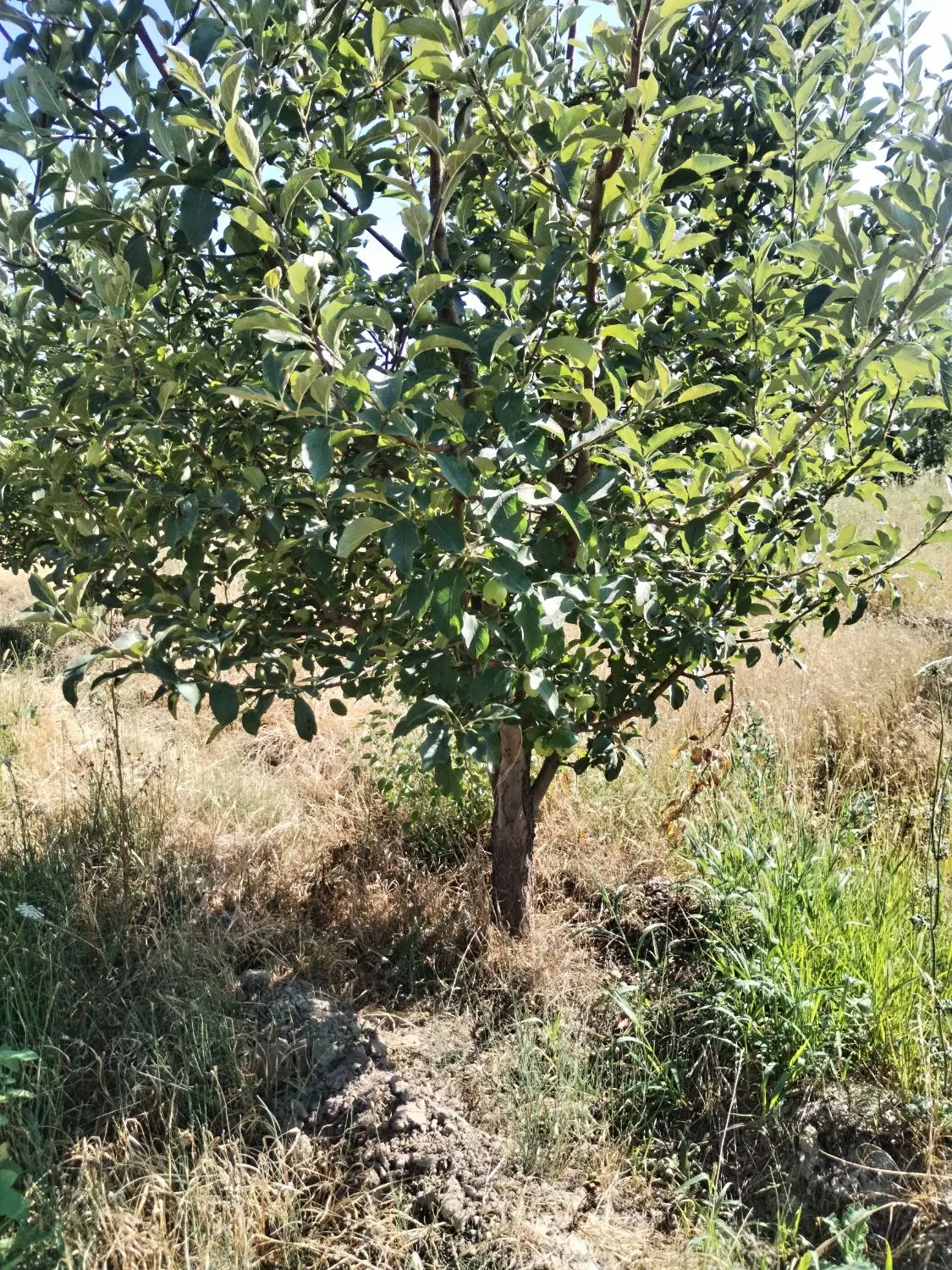 باغ سیب سفید مرگور روستای هفت آباد 4000متر