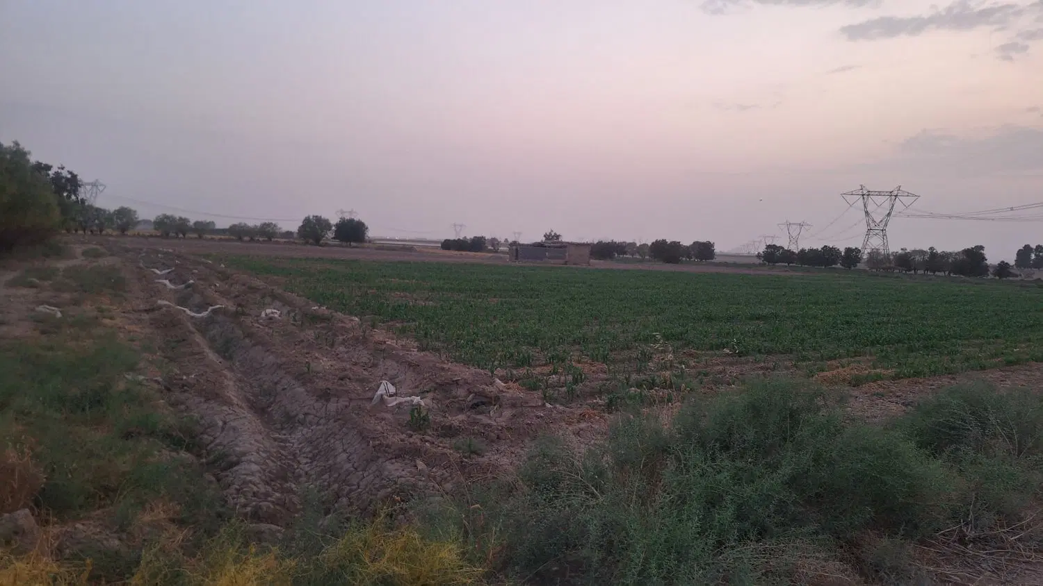 زمین کشاورزی