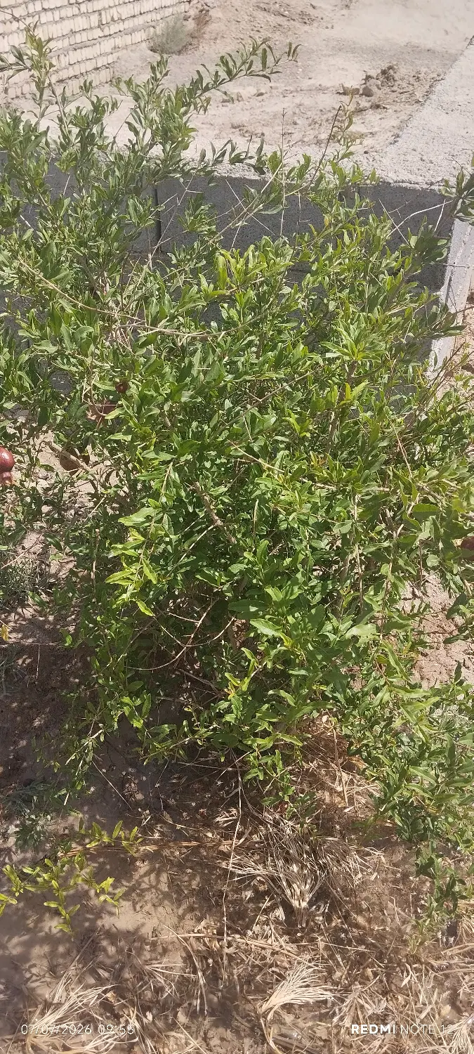 زمین باغی چهار دیواری زمان آباد جاده فرودگاه