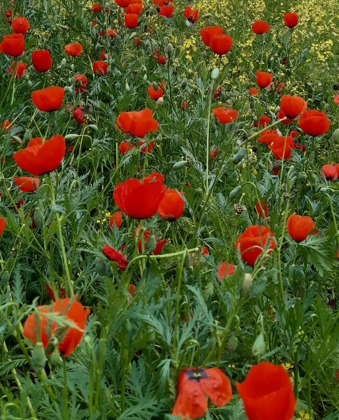 باغ در باغمعروف سردرود
