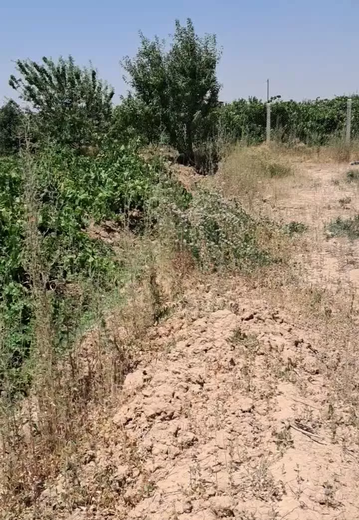 باغ انگور۵۰۰۰متری