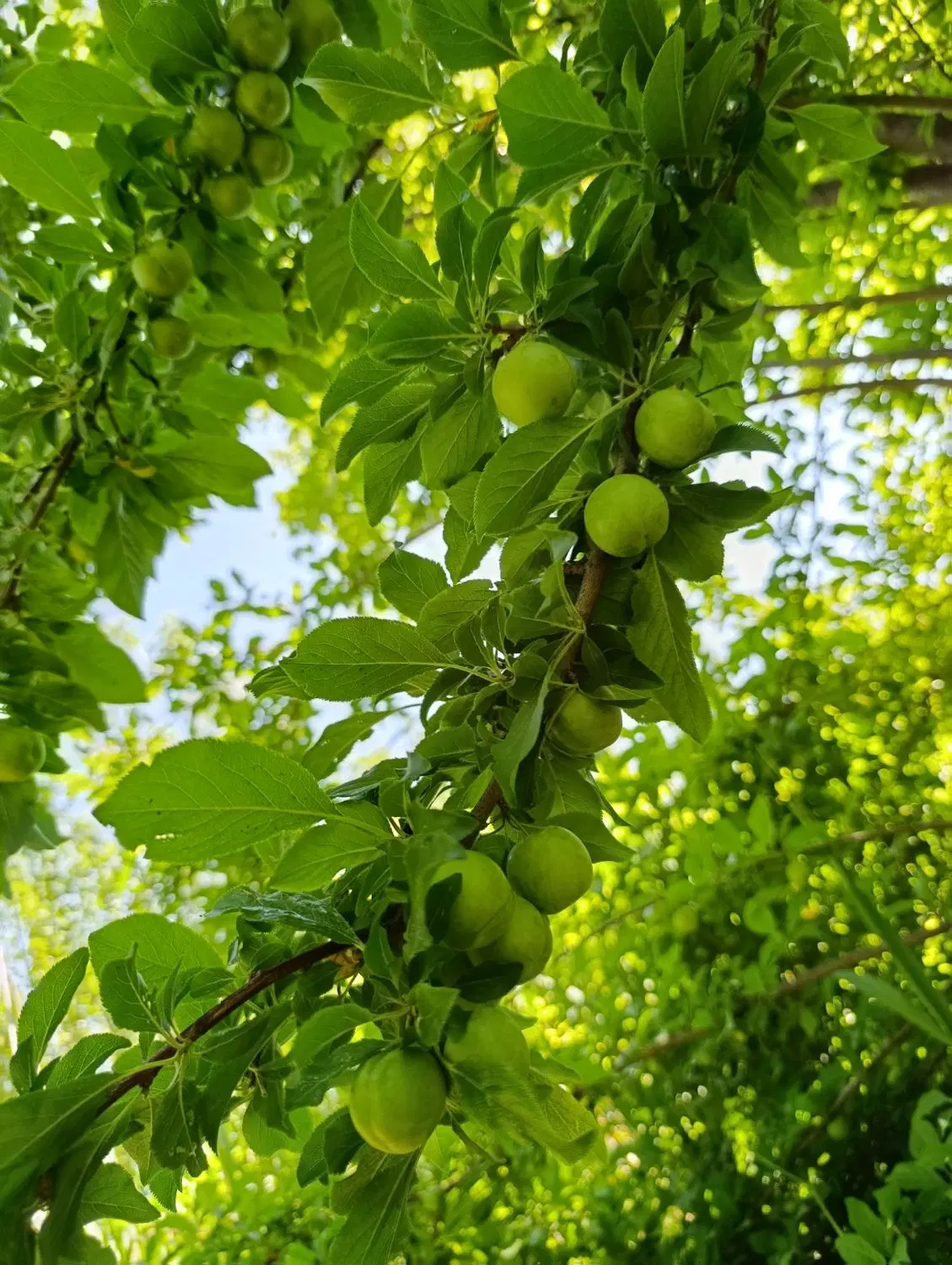 باغچه جاده بالانج اول شمس حاجیان