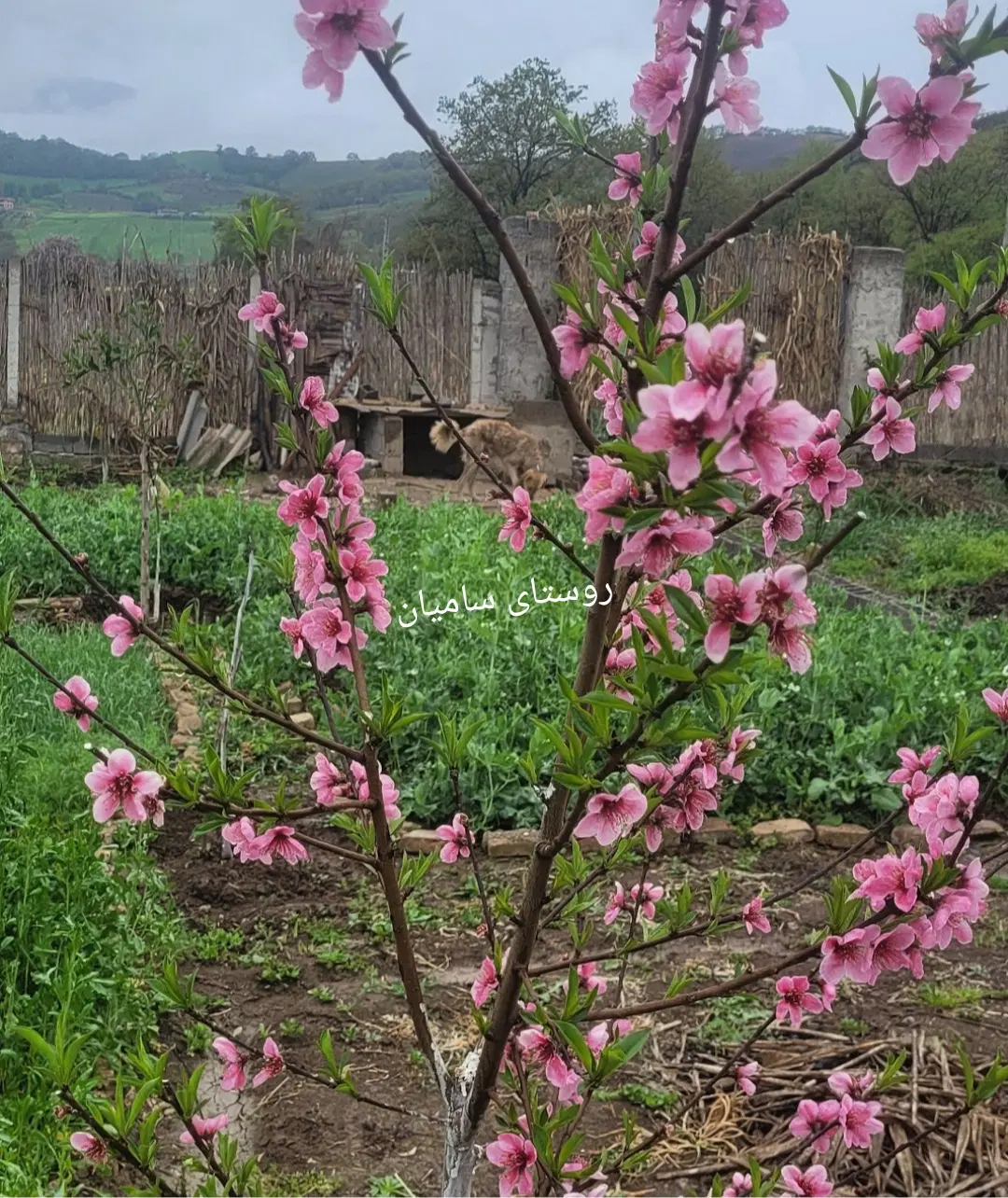 یک قطعه زمین روستای سامیان