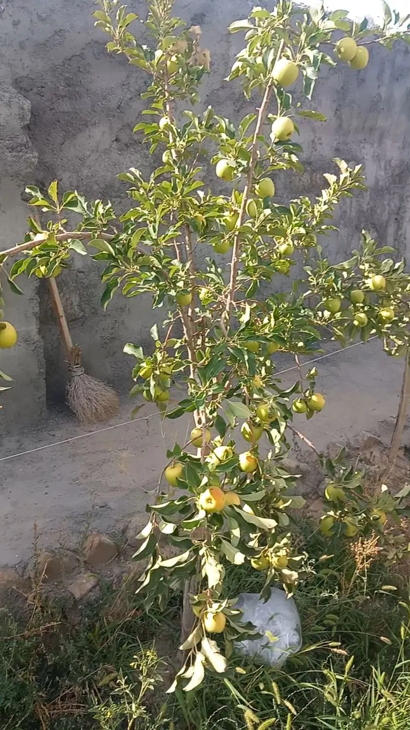 باغچه ویلایی