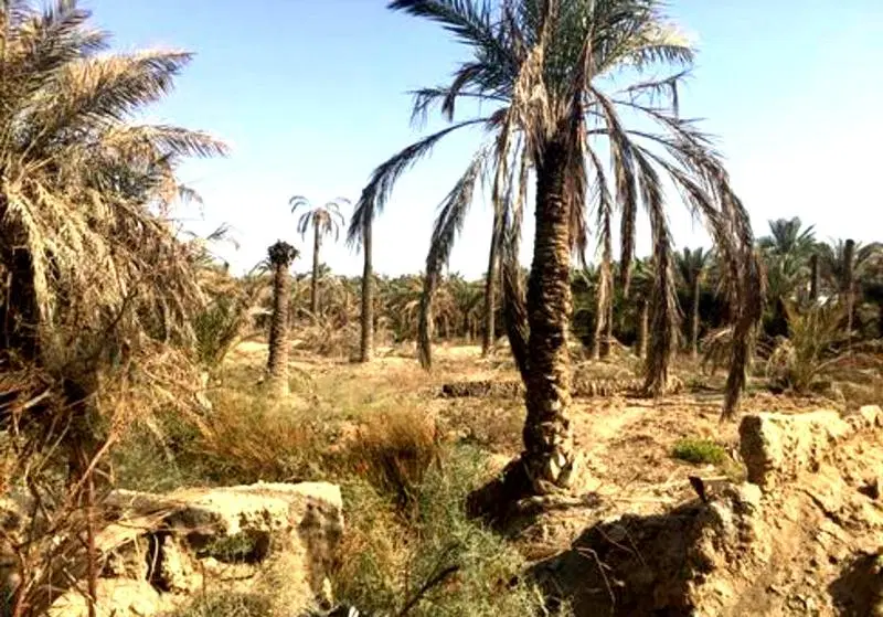 فروش زمین نخلستان