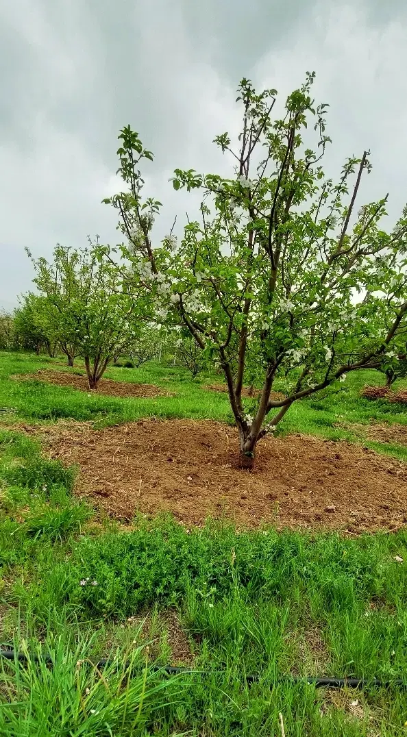 ۱۱۰۰متر باغ قطره ای مجوزدار بارده در ۲کیلومتری اهر
