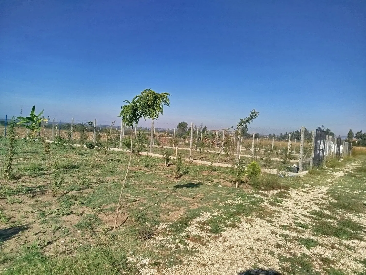زمین باغی شموشک