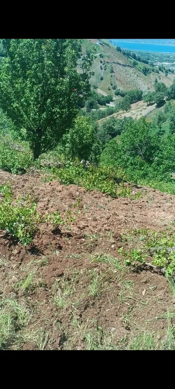 باغ انگور