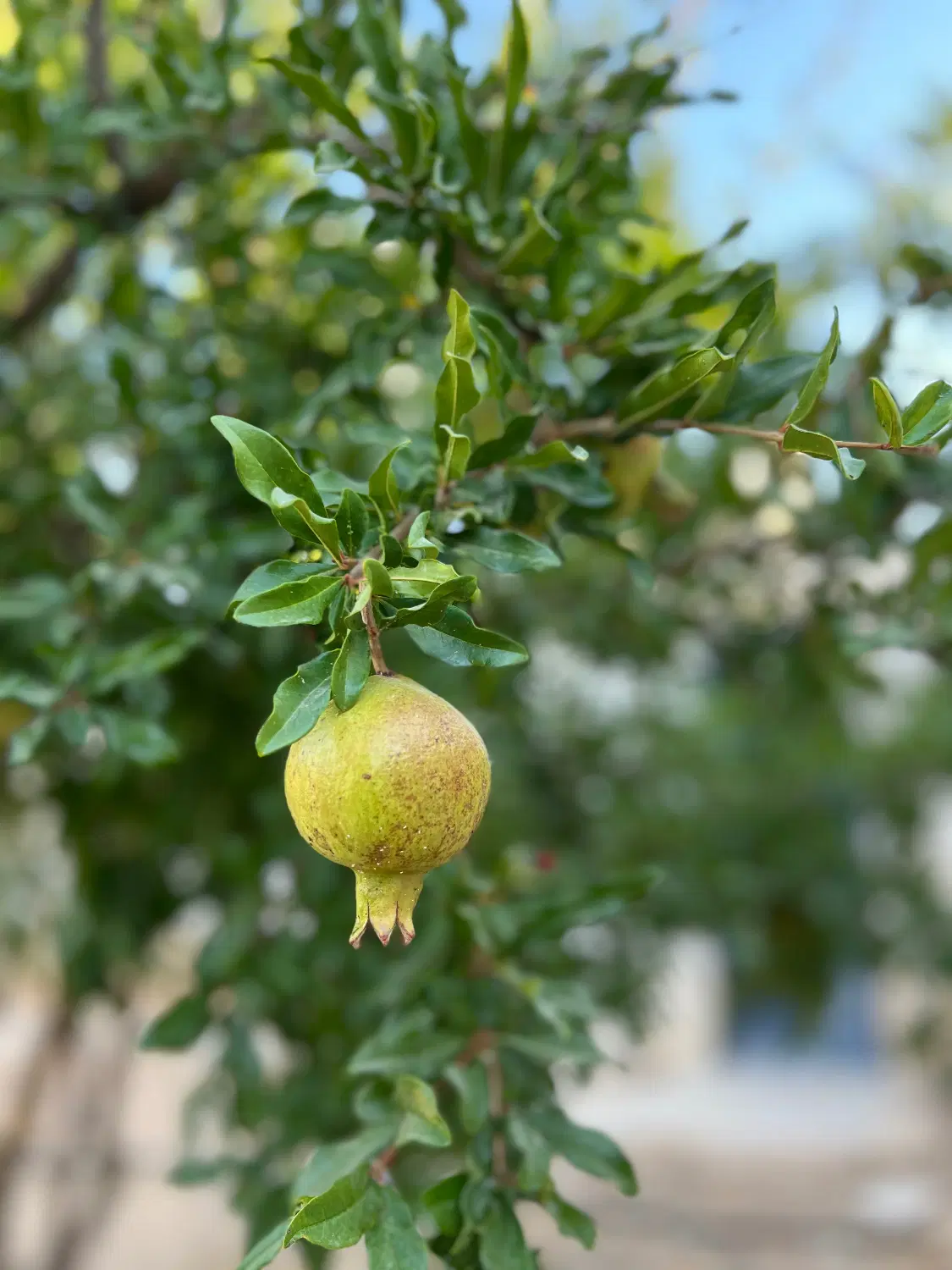 باغ در سیخ دارنگون