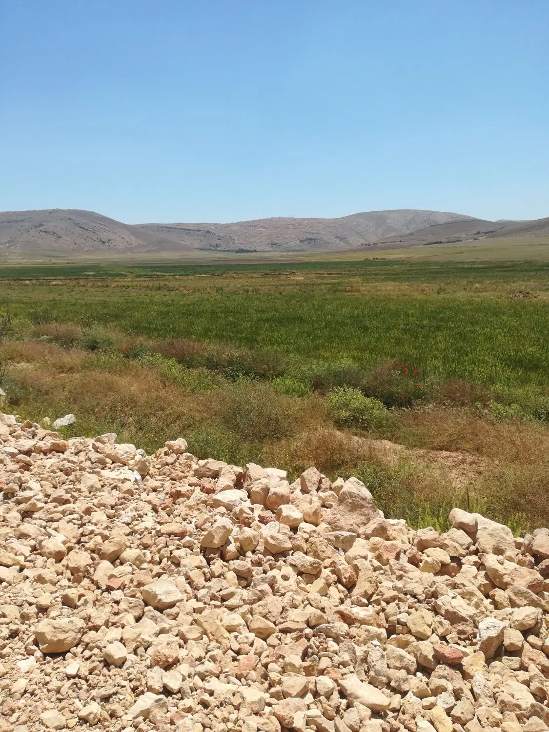 فروش زمین صدرا فاز ۱. ملکی مشاع سندتکبرگ قره پیری