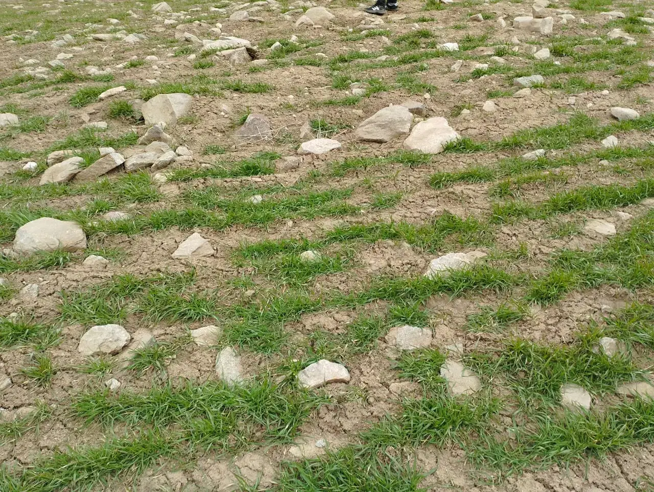 زمین گورک