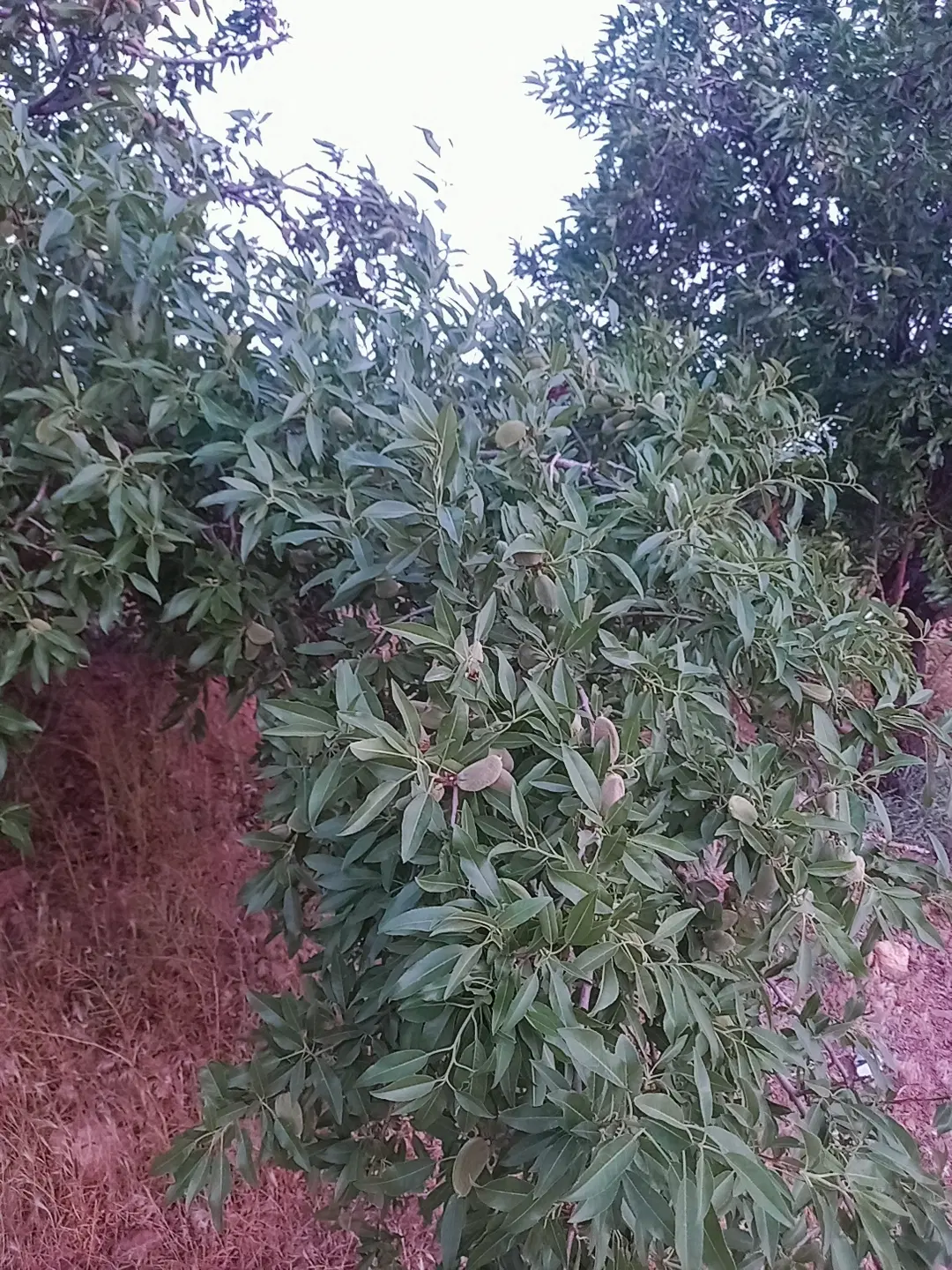 باغ بادام جوان