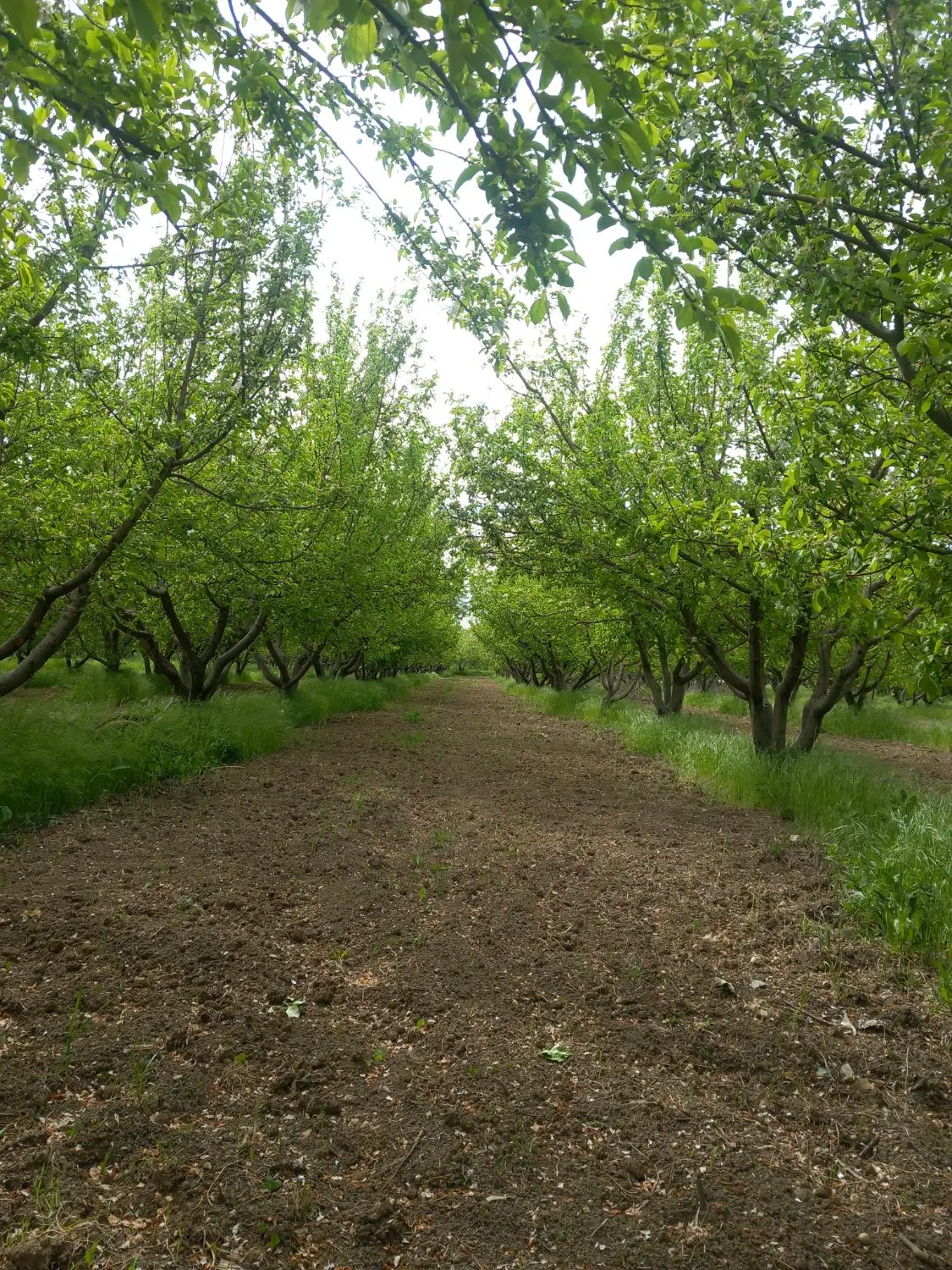 باغ فروشی کوهانی آب برده