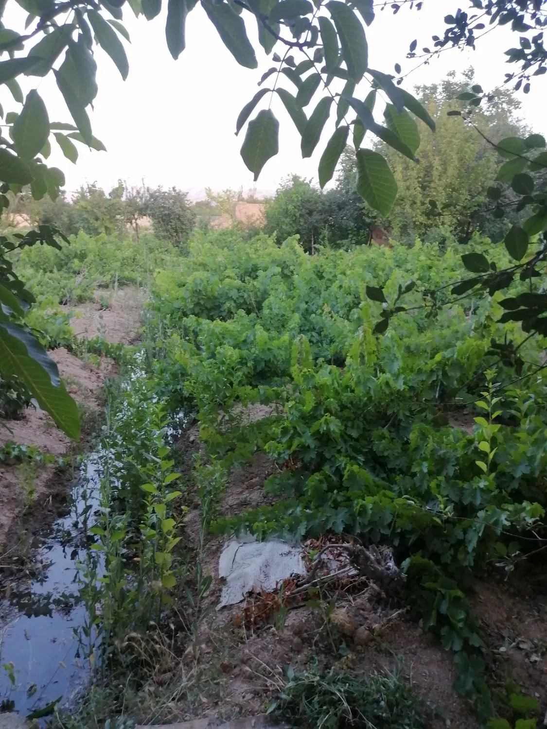 باغ انگور ومیوه ولی آباد