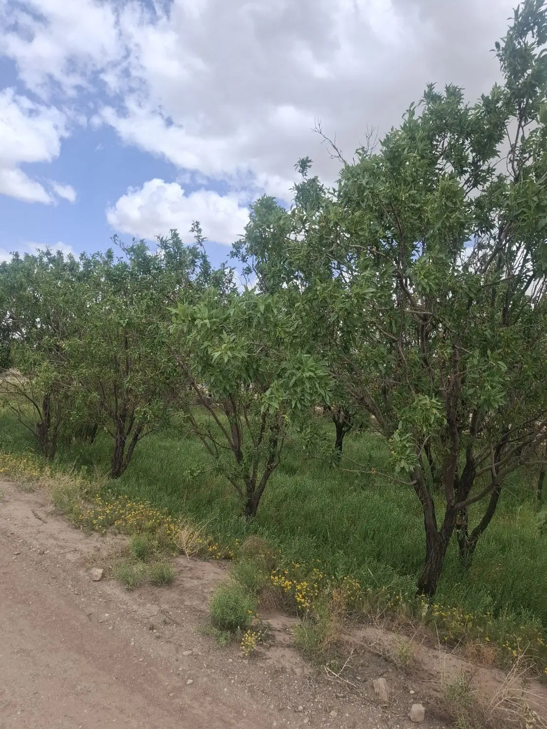 زمین باغی نقد و اقساط