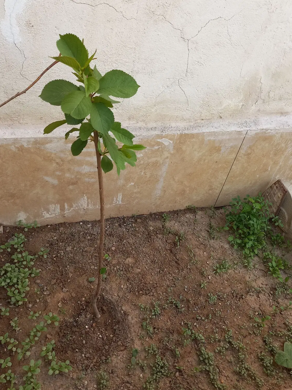 خانه در انقلاب