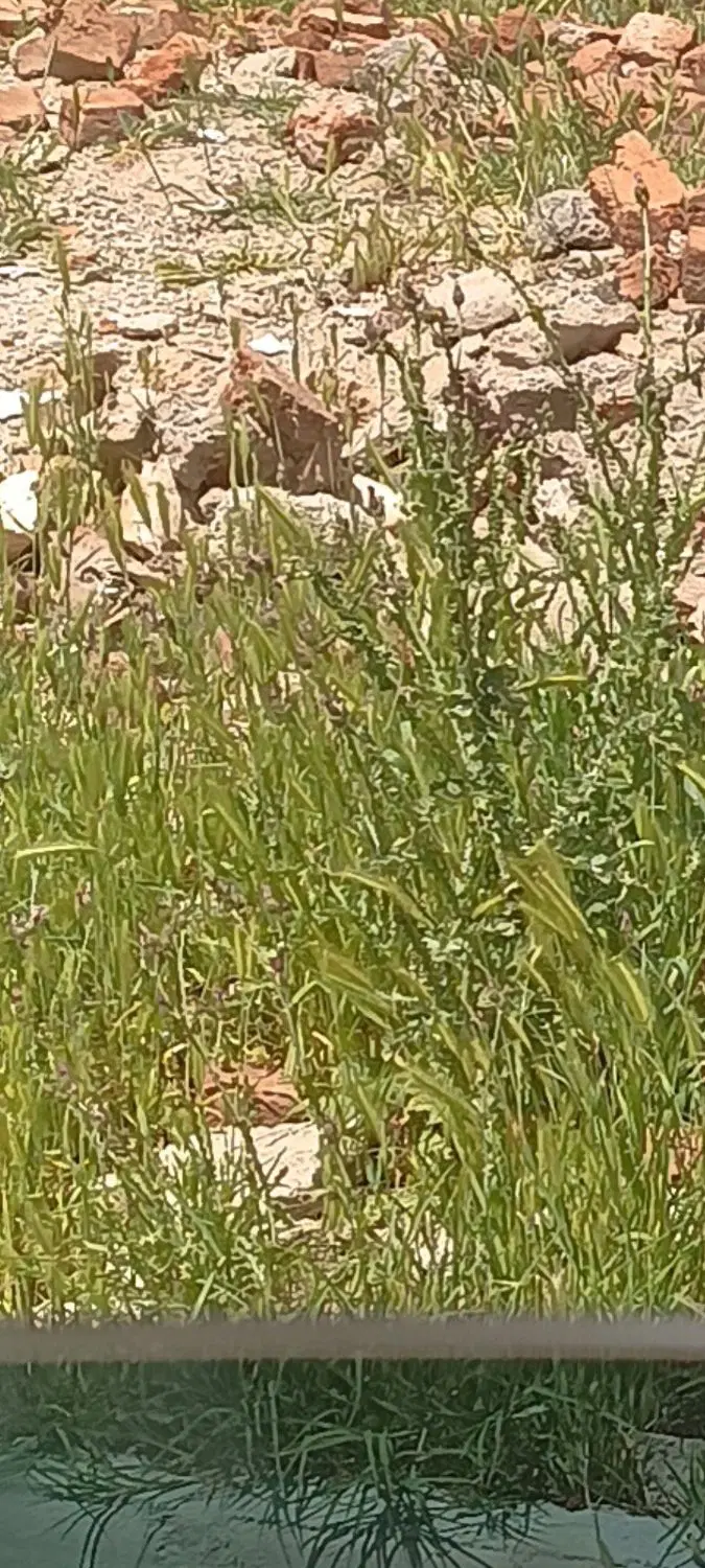 زمین مسکونی روستای دریاس