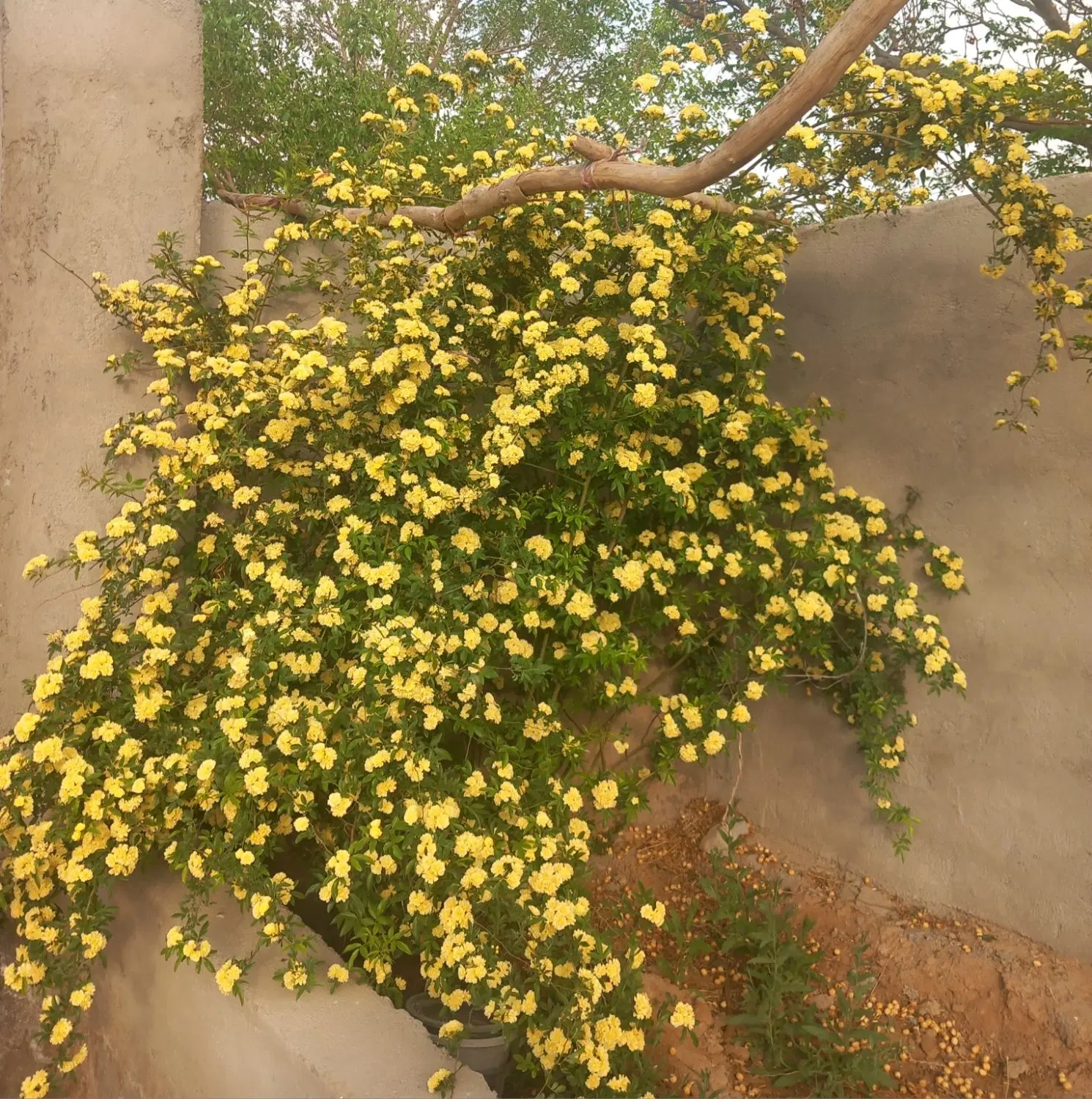 خانه باغ