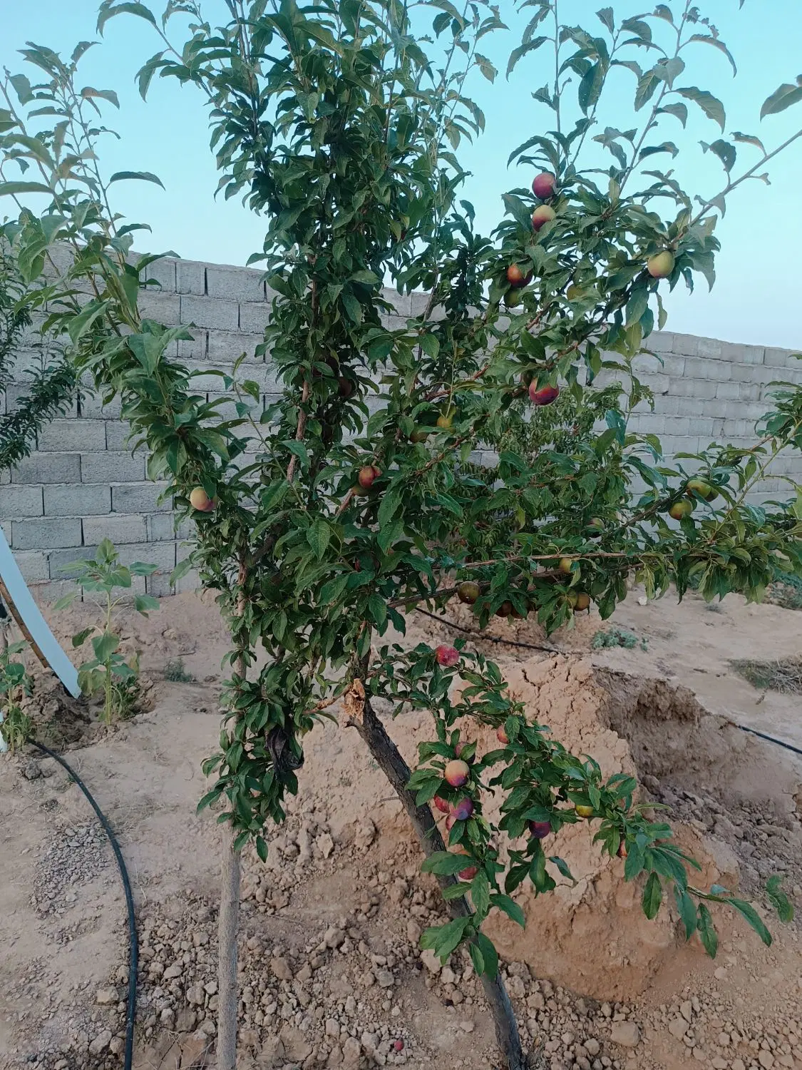 باغچه فروشی