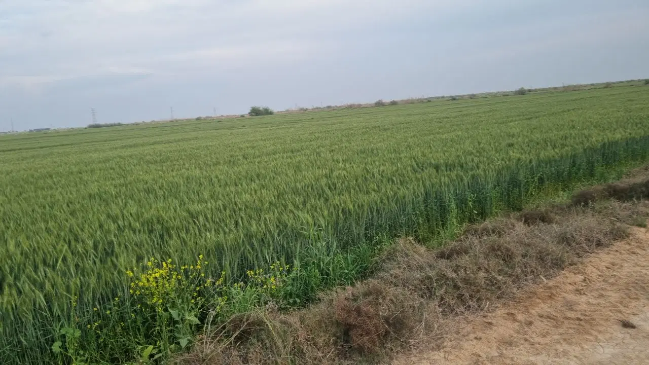 زمین کشاورزی اجاره 60 هکتار