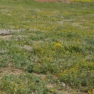 3 هکتارزمین مزروع در اجیرلو  برای گشت سیر