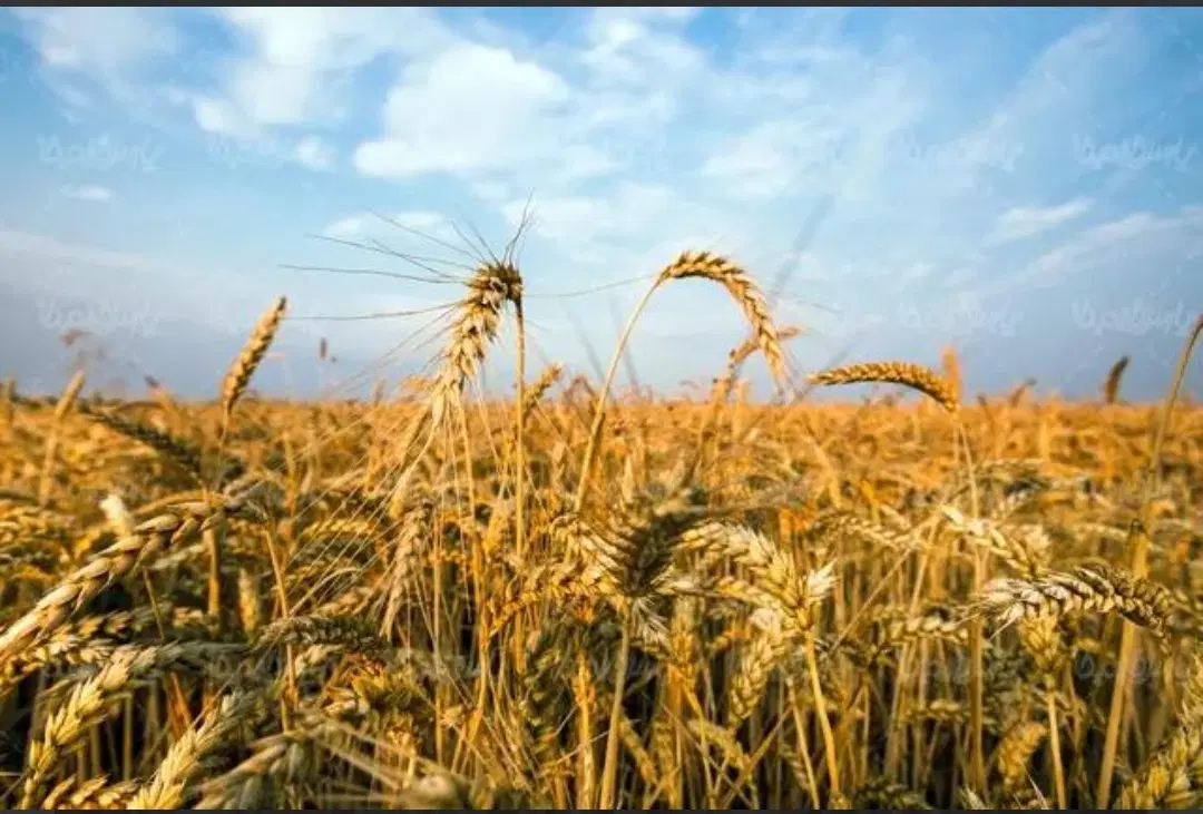 یک هکتار زمین کشاورزی آبی برقی