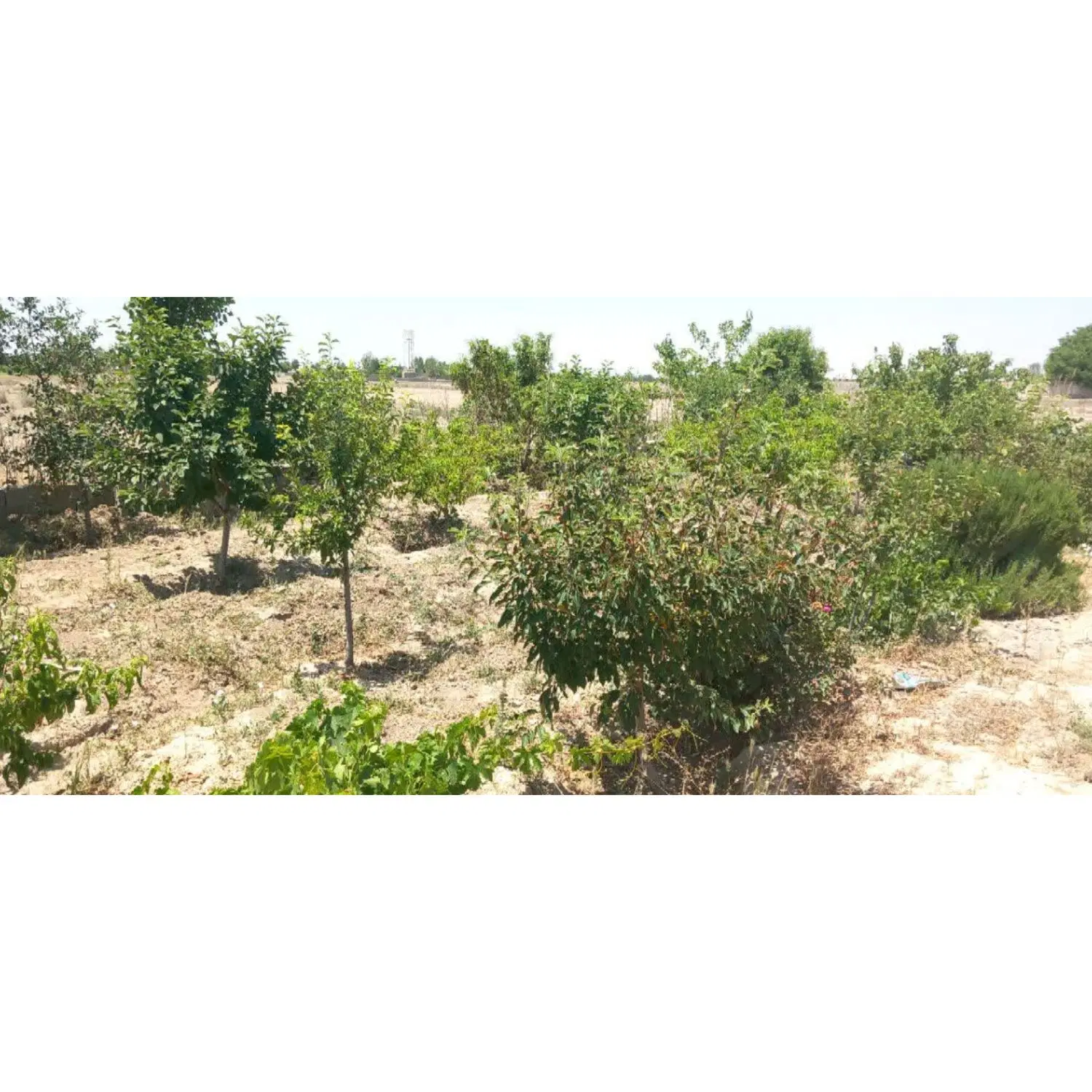 باغچه 500 متری بهر خیابان اصلی