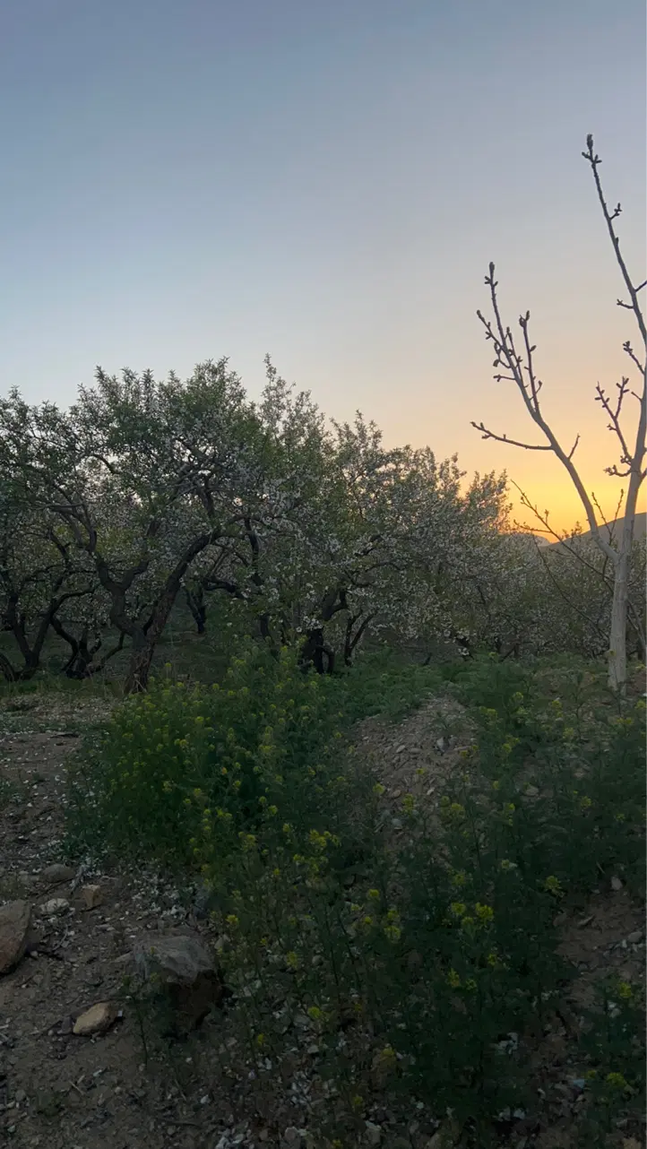 باغ میوه