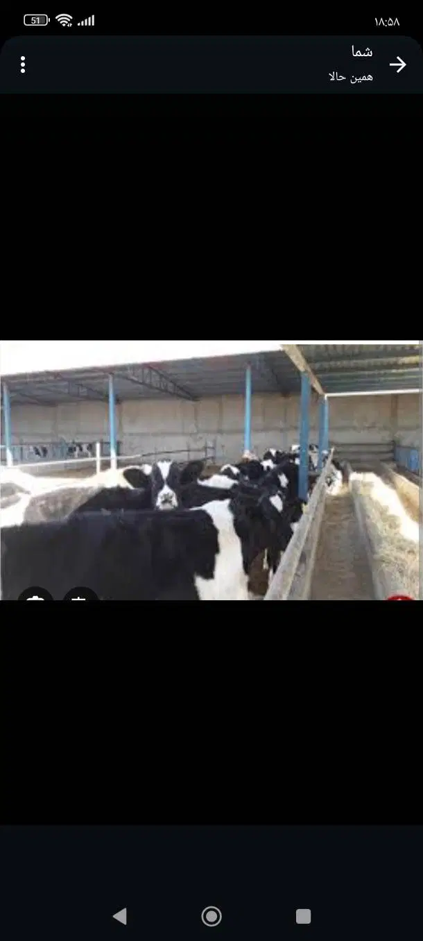 فروش گاوداری
