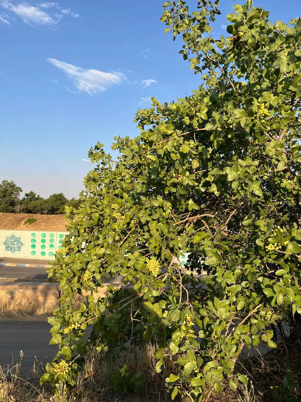فروش باغ سنتی