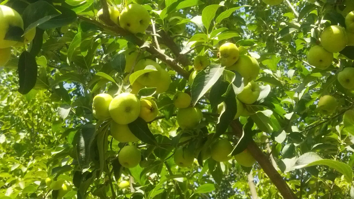 باغ نزدیک به شهر