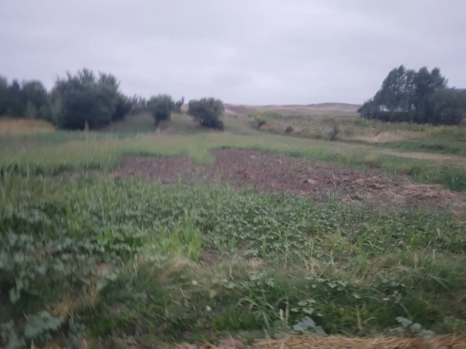 زمین مسکونی واقع در روستای کلهور