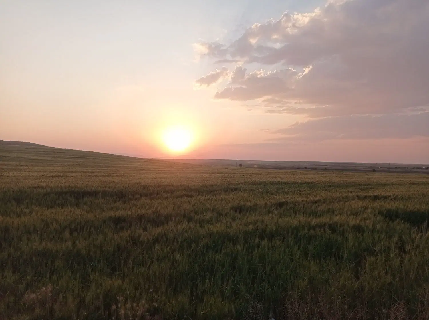 زمین کشاورزی دیم