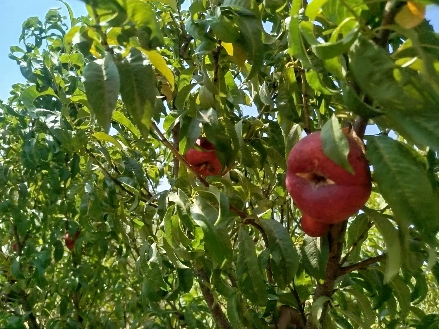باغ معاوضه با مسکن ملی