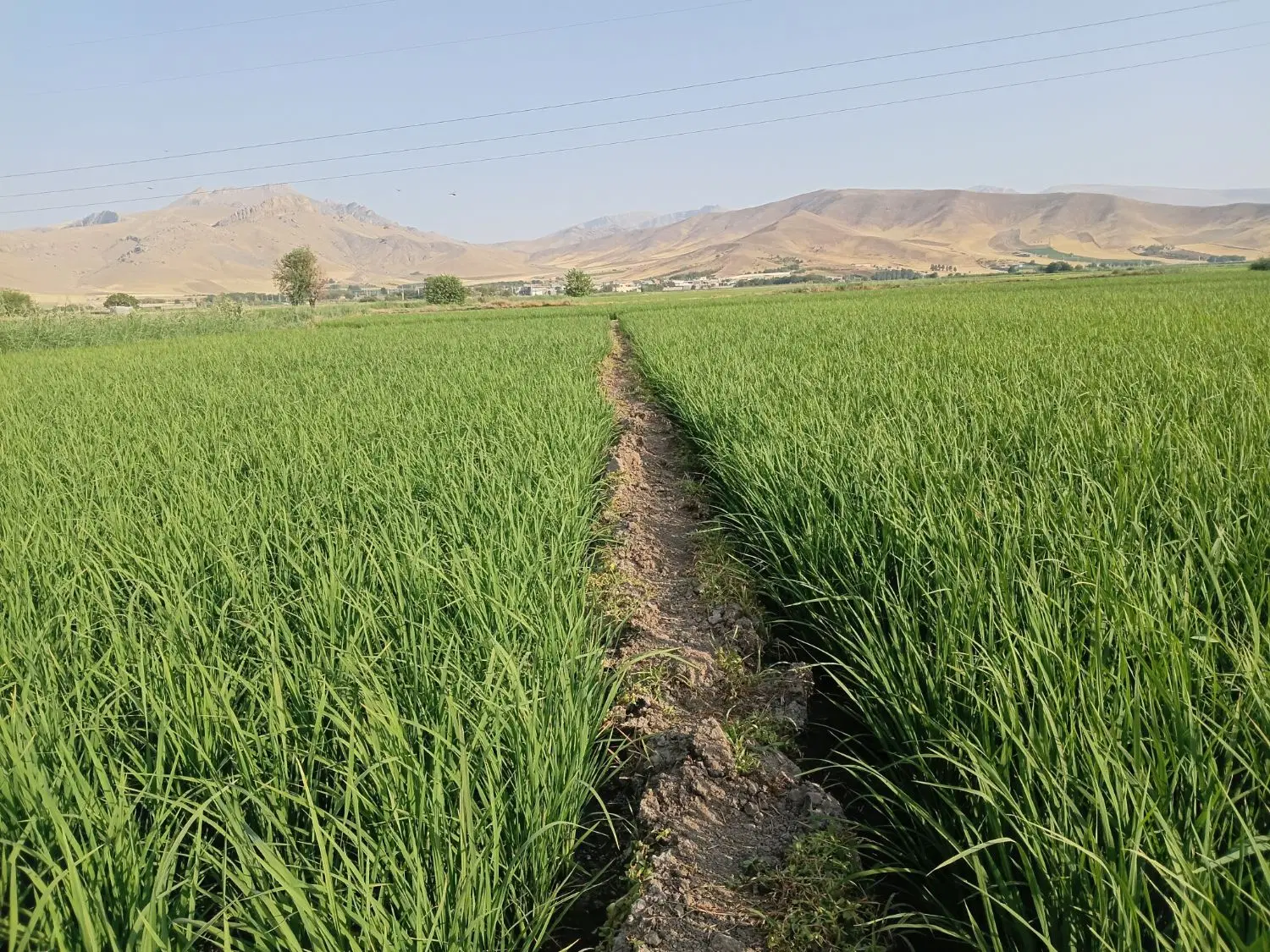 زمین کشاورزی آبی
