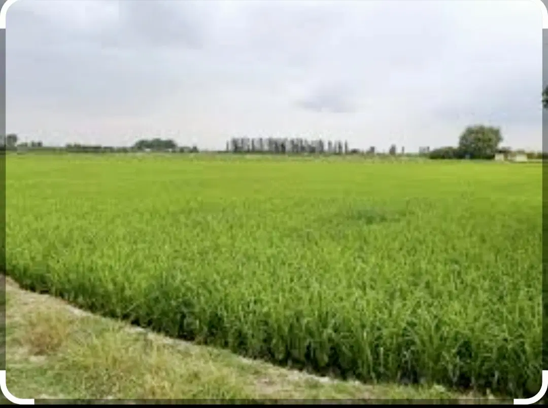 زمین کشاورزی