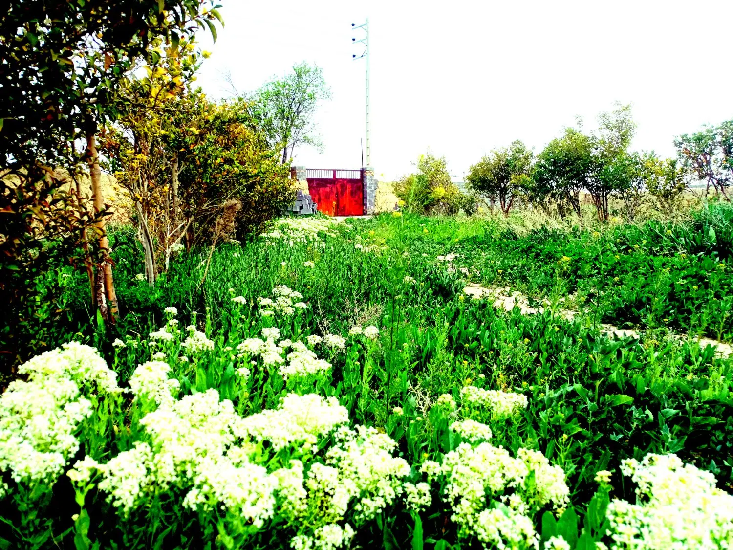 زمین باغ ویلا پرآب درگلبهار قسطی+سند+کنتور برق+گاز