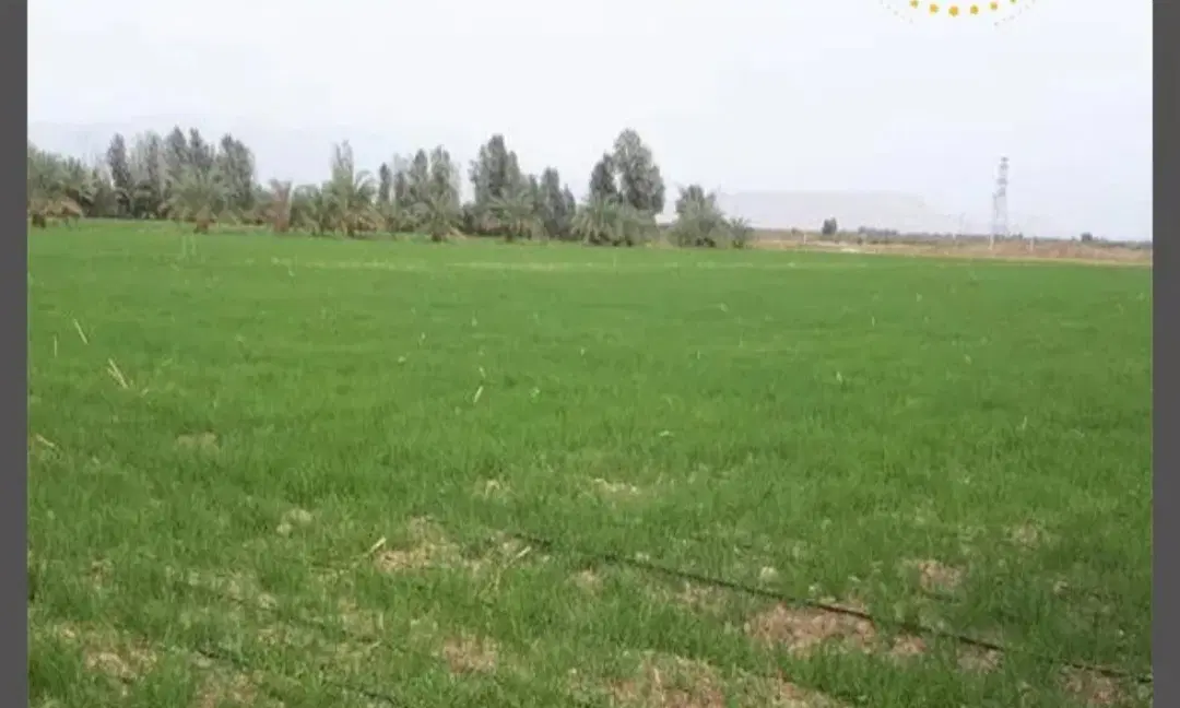 زمین زراعی و کشاورزی