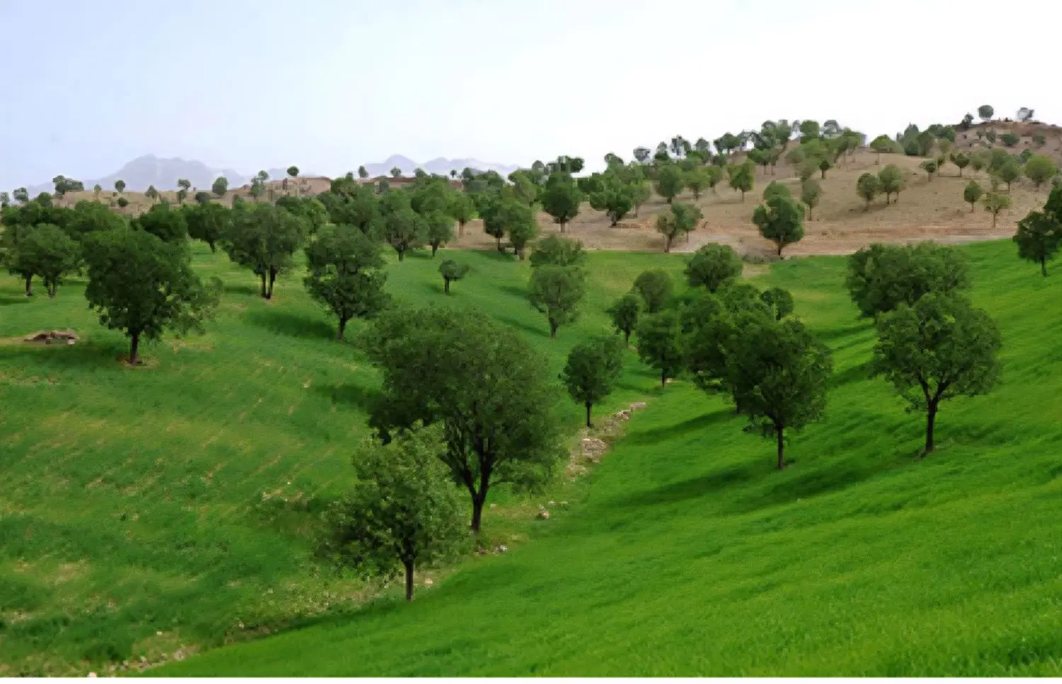 فروش زمین داریاب