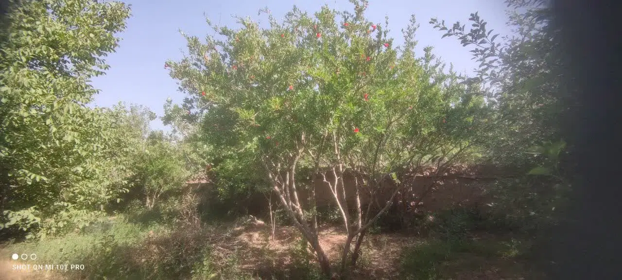 باغ جوپار سند تک برگ