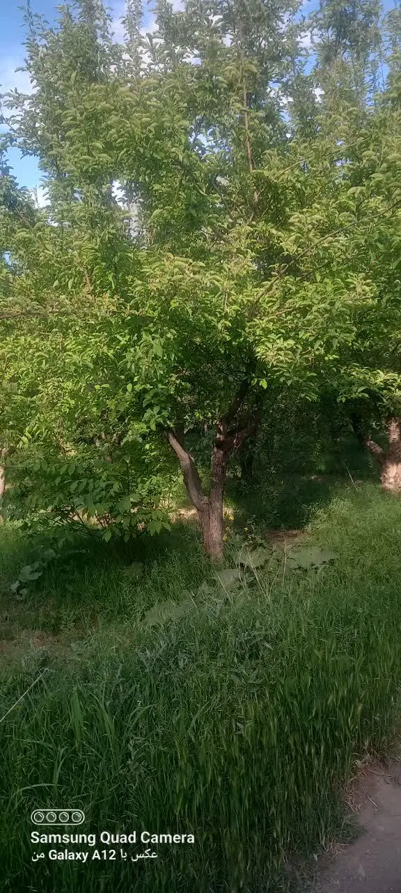 2هزار متری باغ سیب