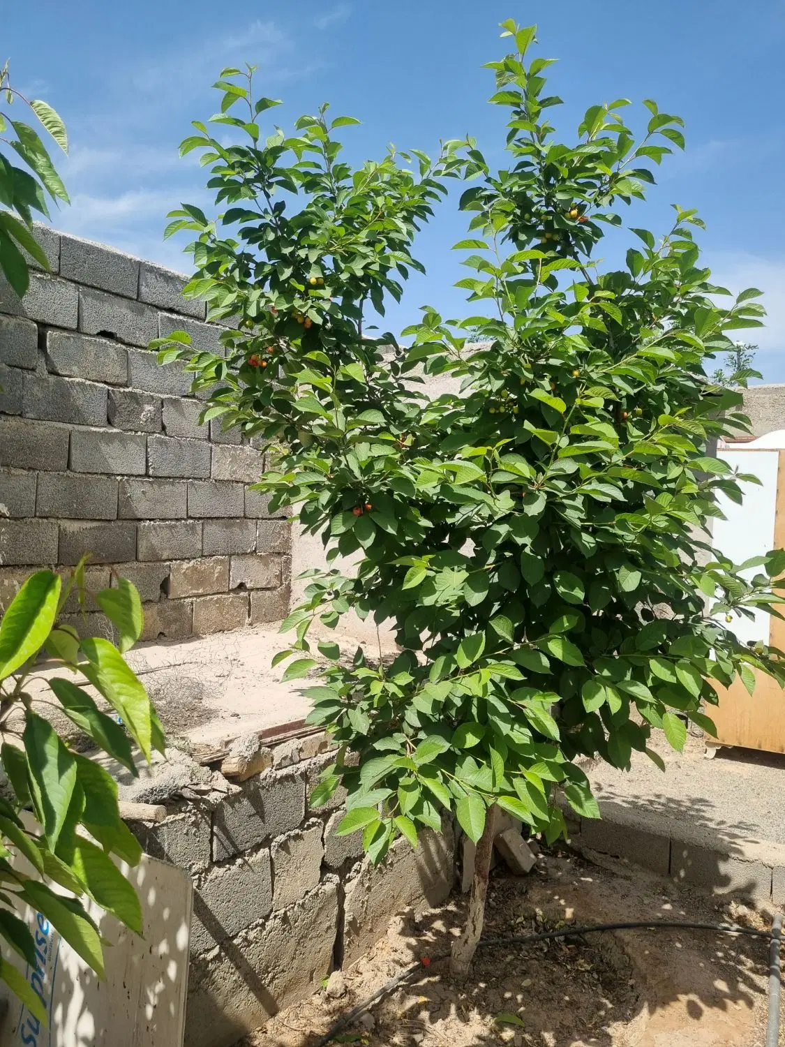باغچه ۳۰۰ متری چسبیده به بافت