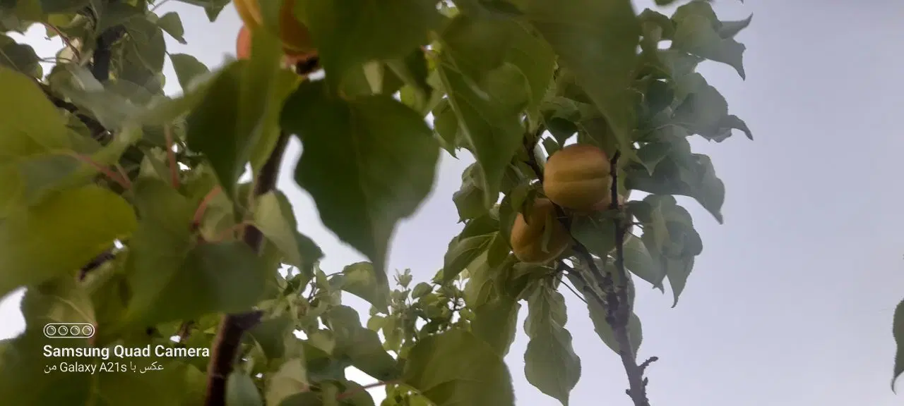 باغ فروشی
