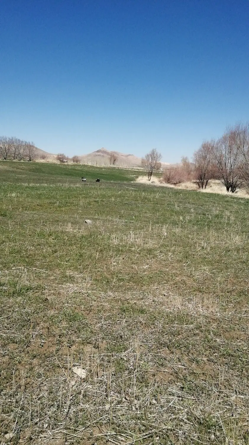 اجاره پنج گاوهان زمین آبی