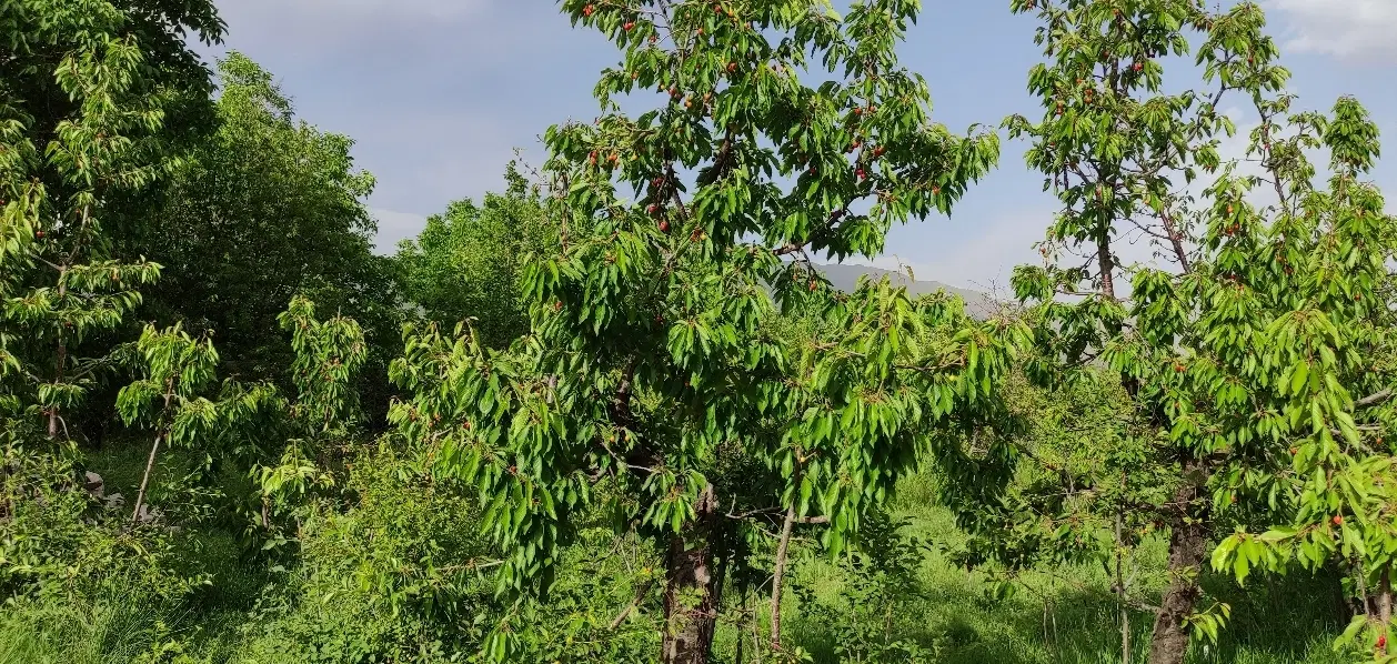 ۸۰۰ متر باغ گیلاس و آلبالو