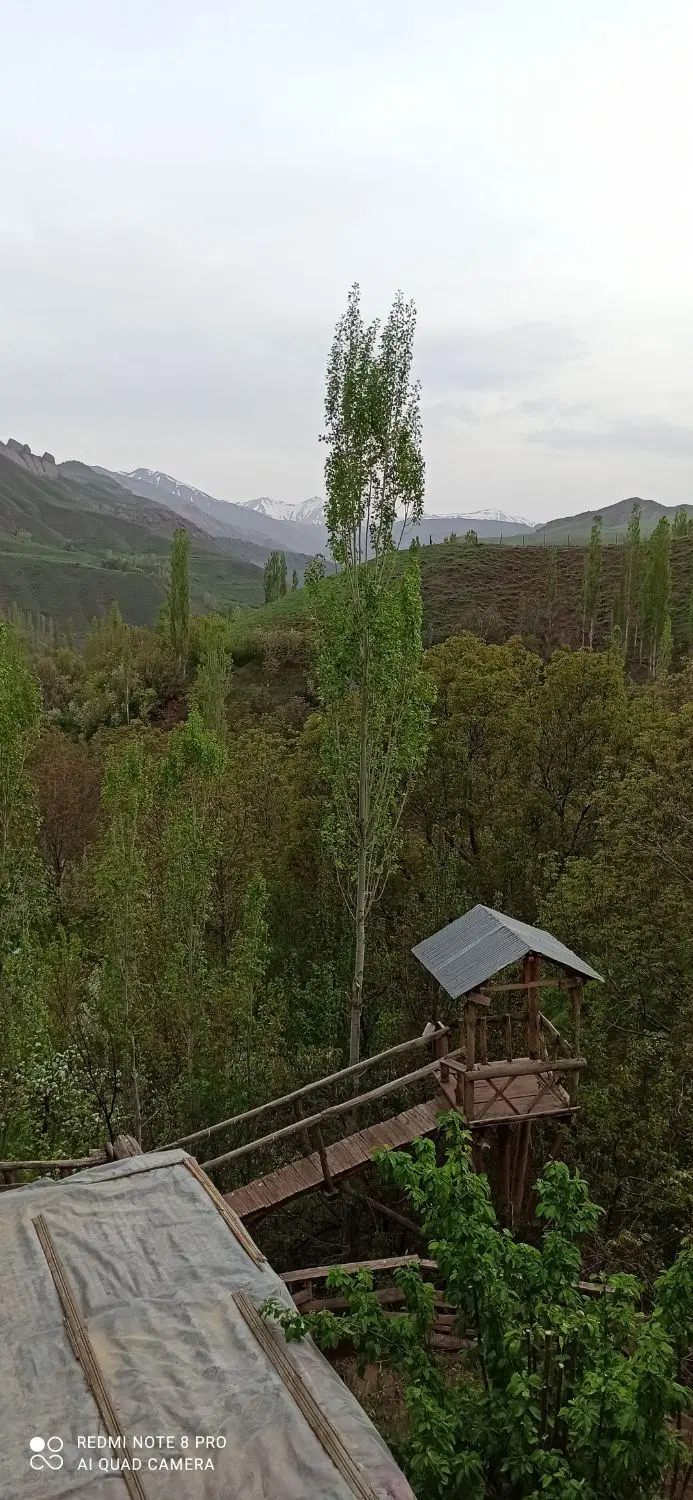 اجاره زمین برای کشت شلتوک