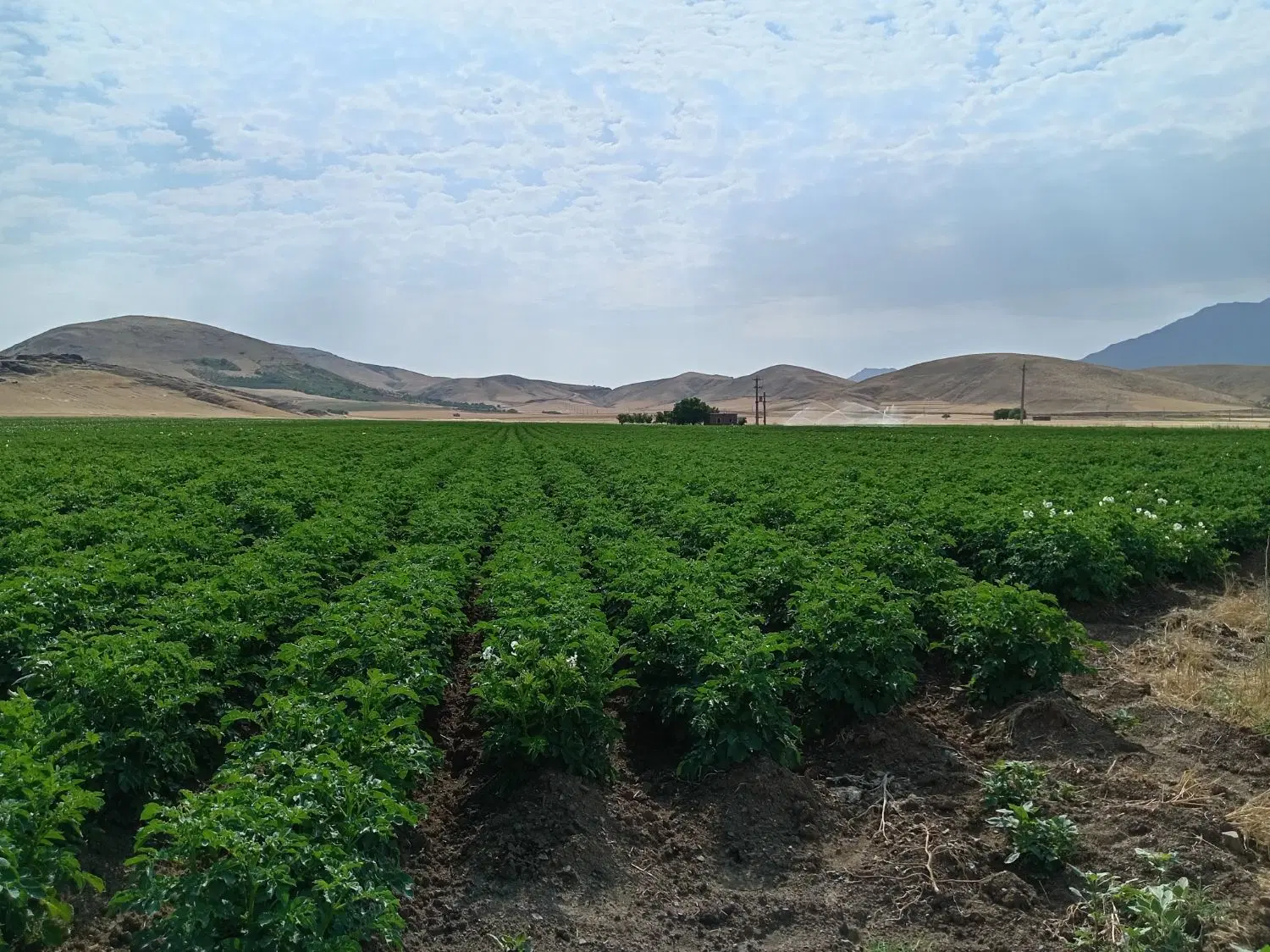 زمین کشاورزی برای سیب زمینی