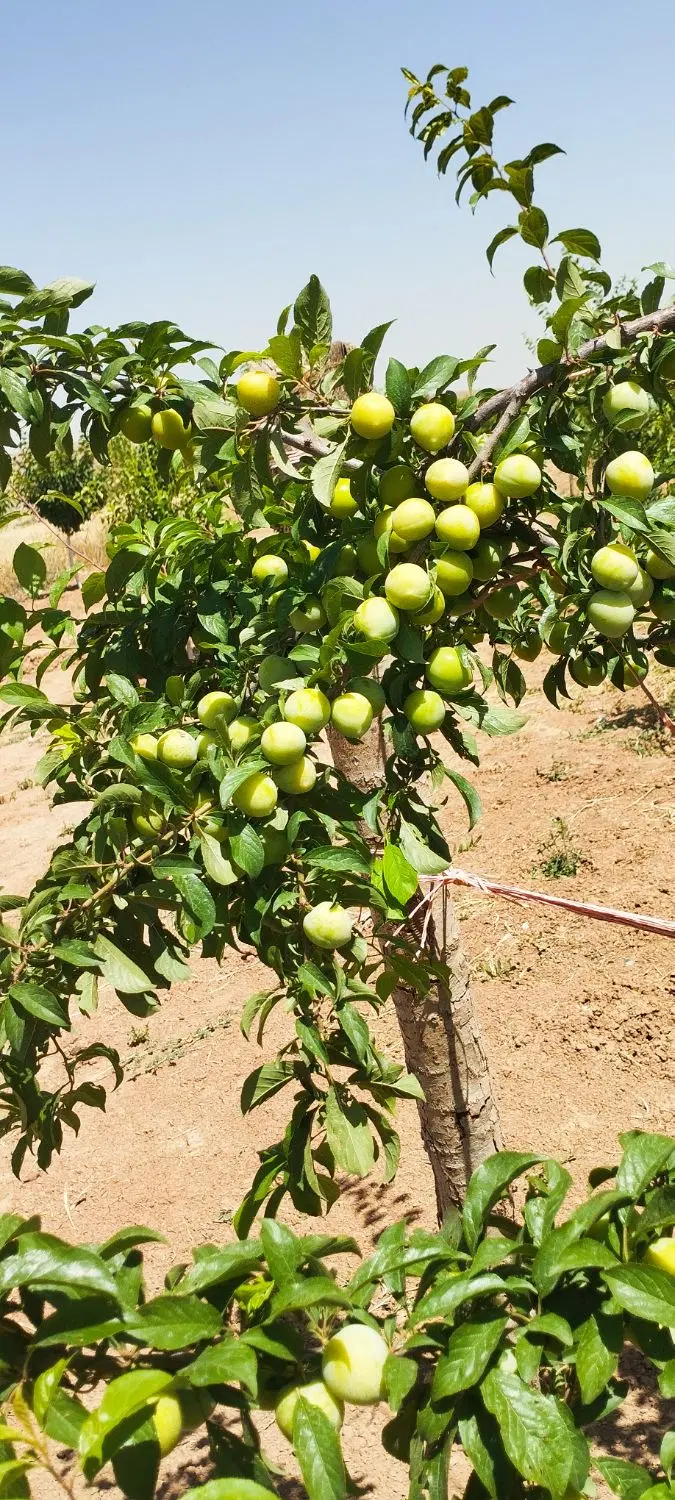 باغ به متراژ ۳ هزار متر